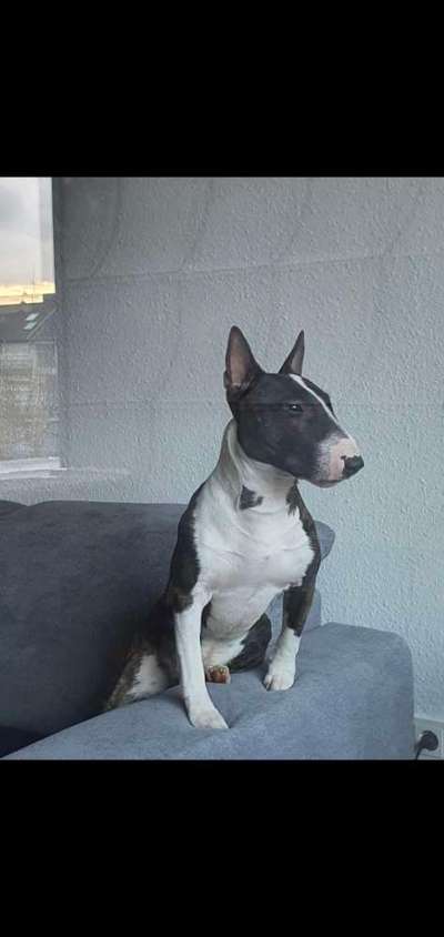 Miniatur Bull Terrier-Beitrag-Bild