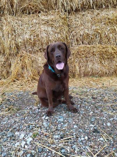 Fotochallenge Nr. 93 Es ist Erntezeit-Beitrag-Bild