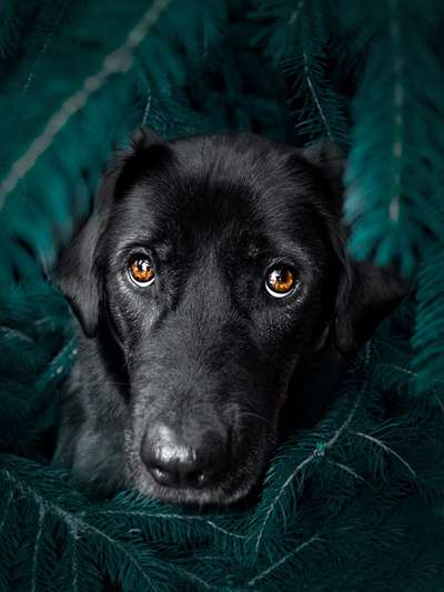 Dogorama Photo Challenge - Portrait-Beitrag-Bild