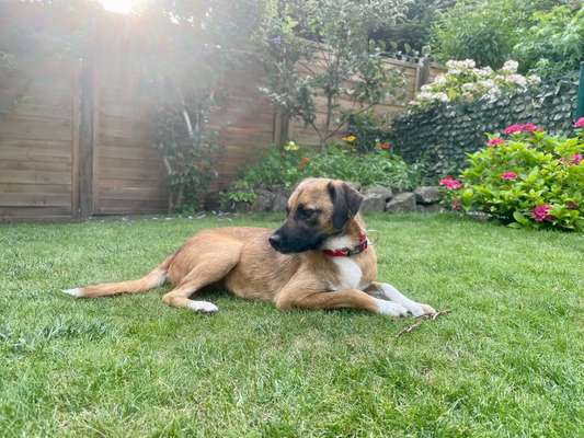 Hundetreffen-junge Rumänin sucht Kumpeline oder Kumpel-Bild