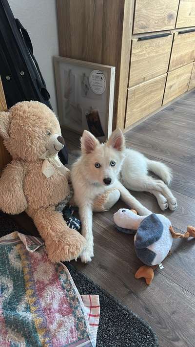 Hundetreffen-Welpen-/Hundetreffen-Bild