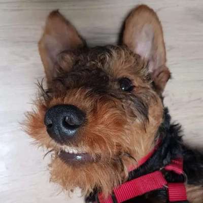 Dogorama Photo Challenge - Fail/Outtakes-Beitrag-Bild