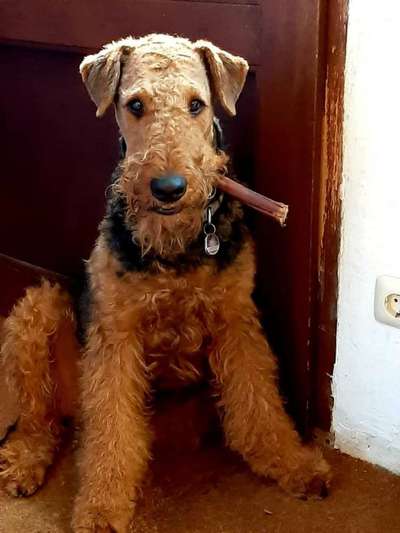 Dogorama Photo Challenge - Fail/Outtakes-Beitrag-Bild