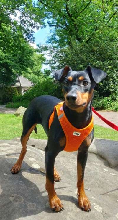 Reinrassige Hunde?-Beitrag-Bild