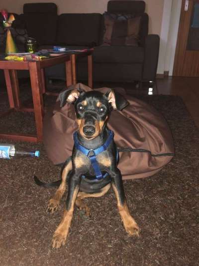 Liebhaber des Deutschen Pinscher gesucht.-Beitrag-Bild
