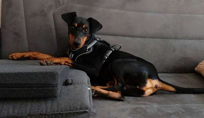 Rassen und ihre Eigenschaften-Beitrag-Bild