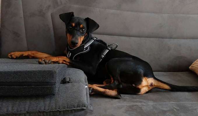 Dogorama Photo Challenge - Hundeblick zum hinschmelzen-Beitrag-Bild