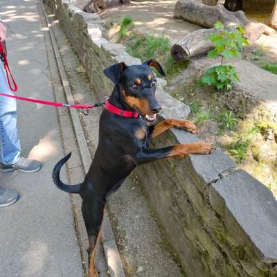 Seltene Rassen!-Beitrag-Bild