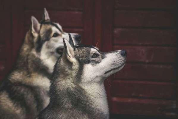 Husky-Beitrag-Bild