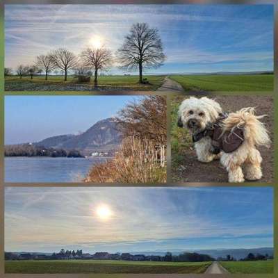 Hundetreffen-Havaneser in Bad Honnef und Umgebung-Bild