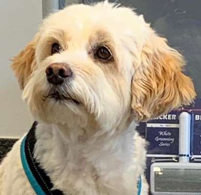 Hunde Porträt (Portrait) Galerie....-Beitrag-Bild