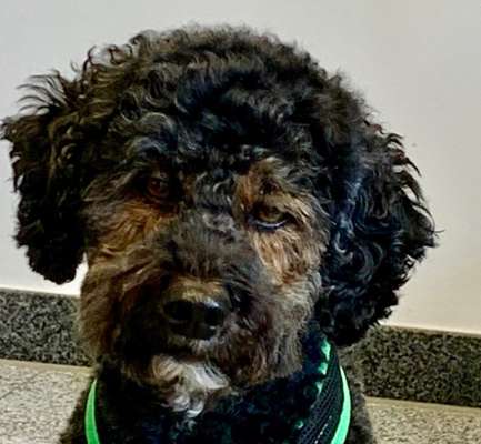 Hunde Porträt (Portrait) Galerie....-Beitrag-Bild