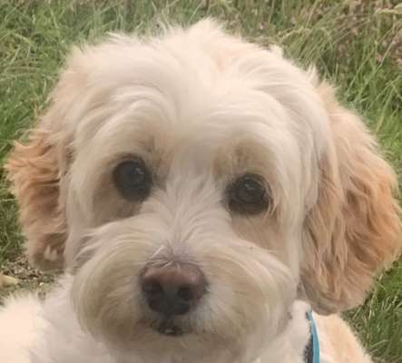 Hunde Porträt (Portrait) Galerie....-Beitrag-Bild