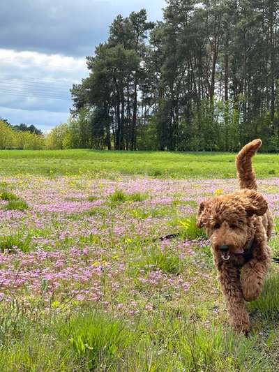 Fotosammlung: ,,Der natürliche Hund" Unbearbeitet, ungestellt und in Natura-Beitrag-Bild