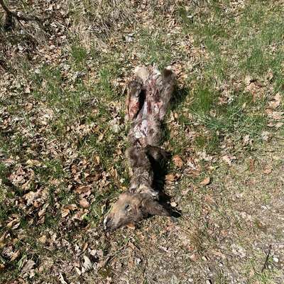 Giftköder-Rehkadaver-Bild