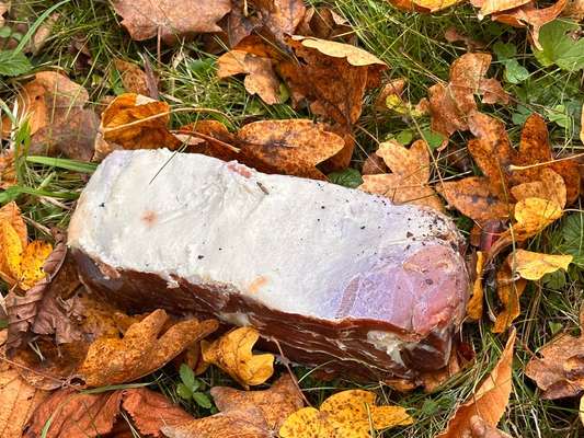 Giftköder-Riesen Fleischstück mit Nagel und Löcher-Bild