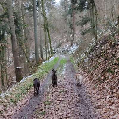 Hundetreffen-Gassi und Spielen in Nordstetten-Bild