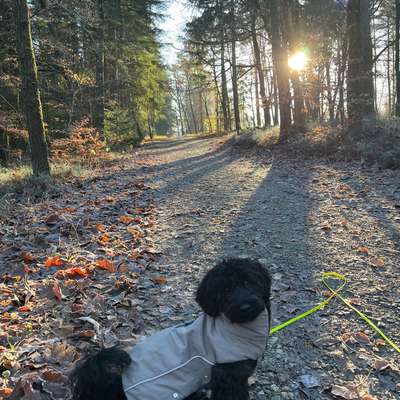 aktuelles Foto Gruppe Havapoo