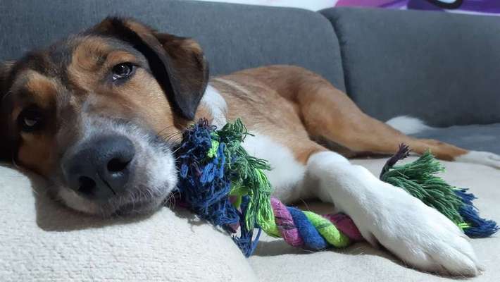 Foto's und Hundemodels-Beitrag-Bild