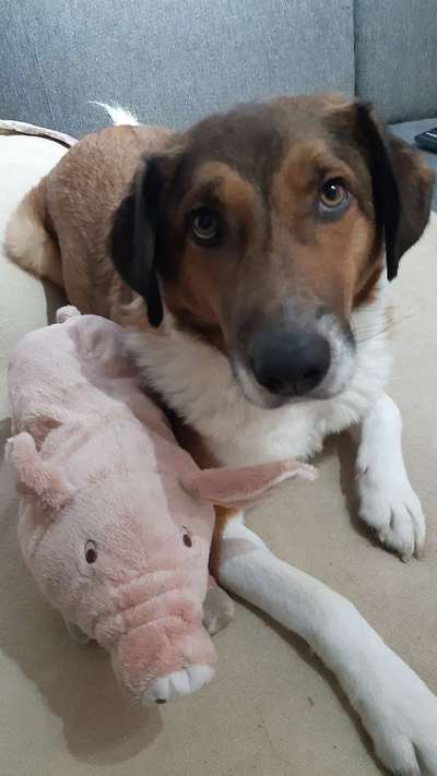 Foto's und Hundemodels-Beitrag-Bild