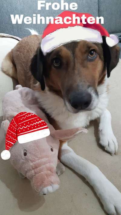 Weihnachtsfoto Aktion!-Beitrag-Bild