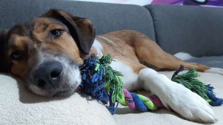 Foto's und Hundemodels-Beitrag-Bild