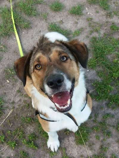 Dein Hund im Dogorama-Kalender 2021-Beitrag-Bild