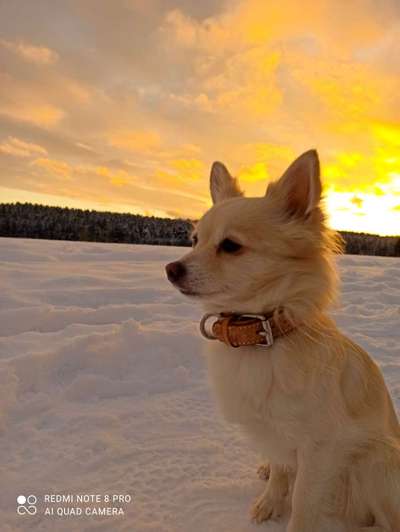 Zeigt mal die schönsten Bilder von euren Hunden !-Beitrag-Bild