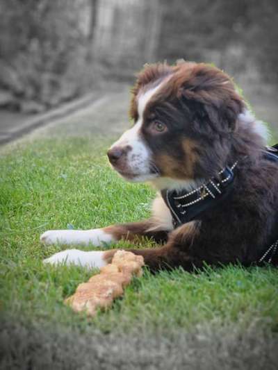 Welpen Bilder !-Beitrag-Bild