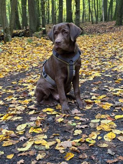 Hundetreffen-Spiel- und Gassifreund gesucht-Bild