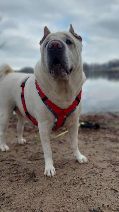 Hundetreffen-Schöne große Runden zusammen drehen ❤️🐕-Bild