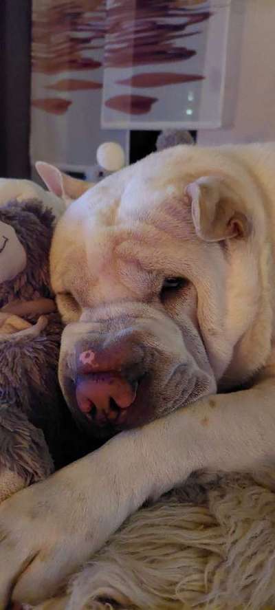 Dogorama Photo Challenge - Hundeblick zum hinschmelzen-Beitrag-Bild