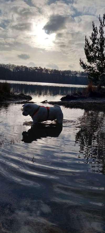 Dogorama Photo Challenge - Hundeblick zum hinschmelzen-Beitrag-Bild