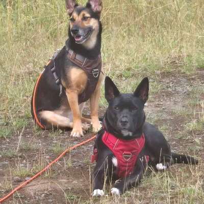 Hundetreffen-Trainingstreffen-Bild