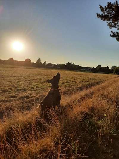 Holländische Schäferhunde-Beitrag-Bild
