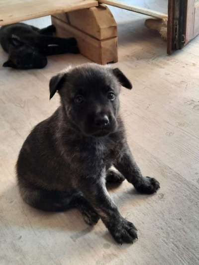 Welpen Bilder !-Beitrag-Bild