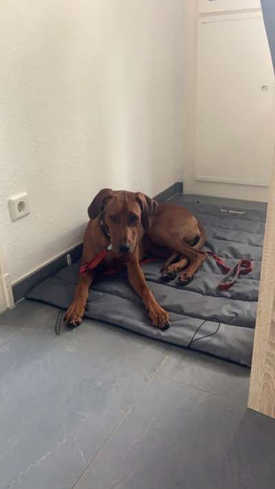 Rhodesian Ridgeback-Beitrag-Bild