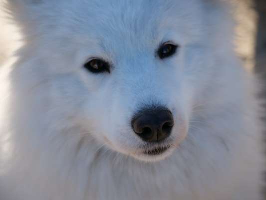 Samojede Besitzer-Beitrag-Bild