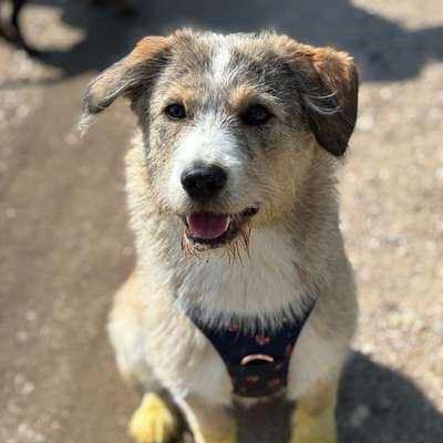 Hundetreffen-Spaziergänge, Spielrunden etc.-Bild