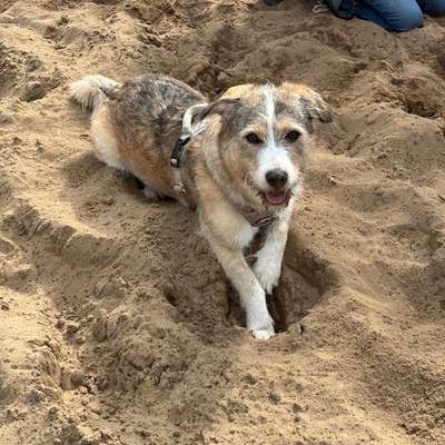 Hundetreffen-Gassirunden, gerne auch Training und Spielpausen-Bild