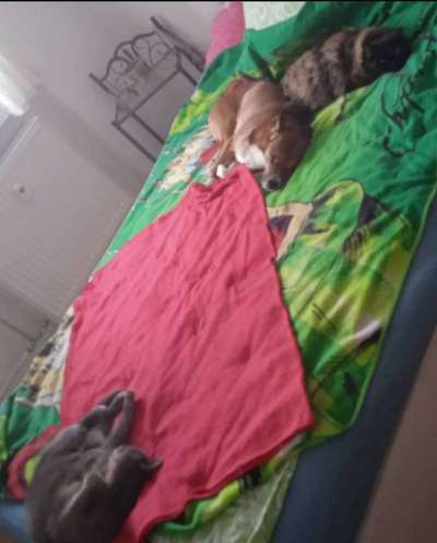 Hund und Katz Momente-Beitrag-Bild