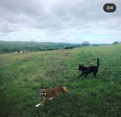 Hundeauslaufgebiet-Auersmacher Feld-Bild