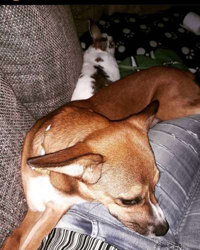 Bester Freund, Hundekumpel - zeigt her!-Beitrag-Bild