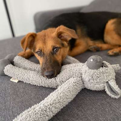 Hundetreffen-Socialwalk/Gewöhnungsspaziergänge-Bild