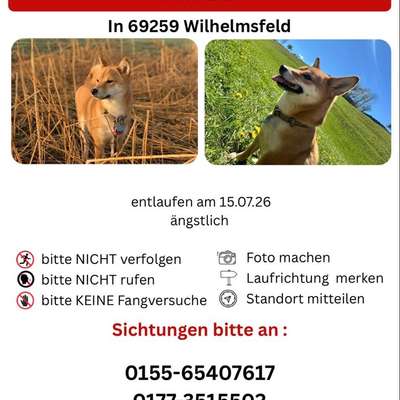 Suchmeldung-Frieda-Bild