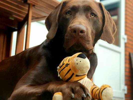 Labradorfans-Beitrag-Bild