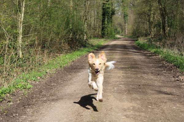 Hundetreffen-Spielrunde Gundelfingen-Bild