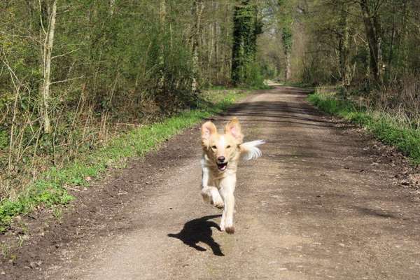 Hundetreffen-Spielrunde Gundelfingen-Bild