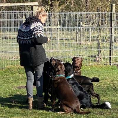 Hundetreffen-Spaziergänge mit Spiel und Spaß-Bild