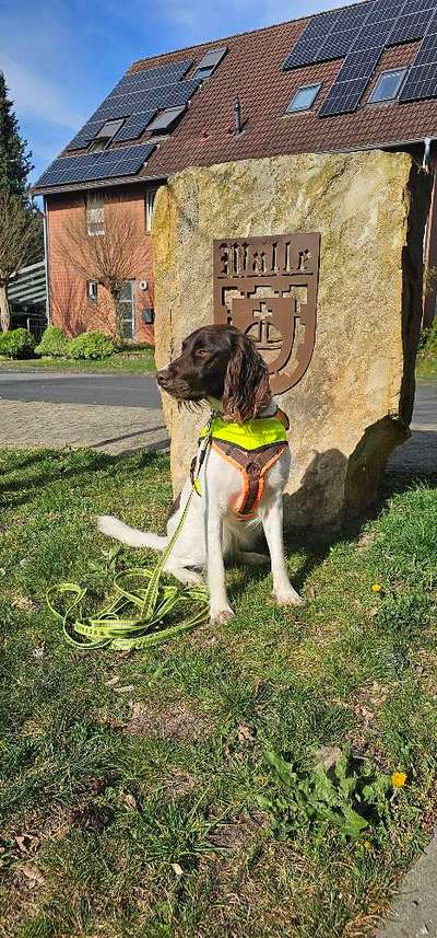Hundetreffen-Hobby Mantrailing (Personensuche) hat freie Plätze-Bild